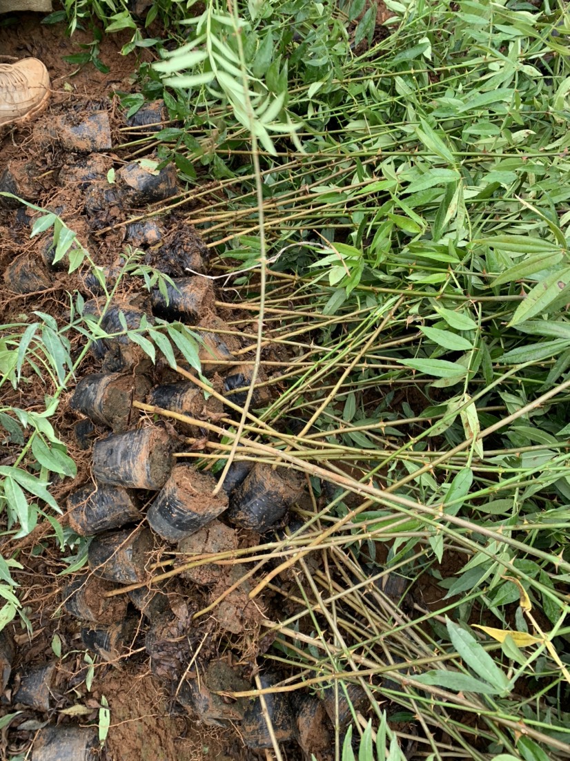 九葉青花椒苗 藤椒苗，抗寒，弱刺產(chǎn)量高，基地直供技術(shù)指導(dǎo)