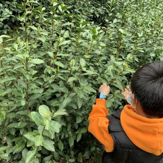 杭州乌牛早 2020新上市，农家一手茶源