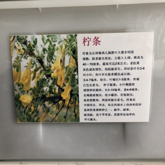沭阳县柠条种子