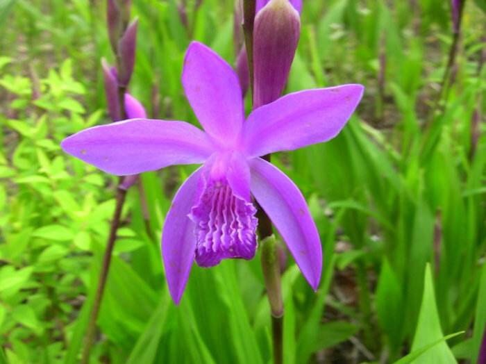 全州县紫花白芨苗  农家纯的白芨