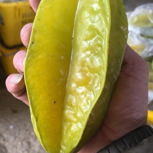 龙门县甜杨桃树 香密杨桃