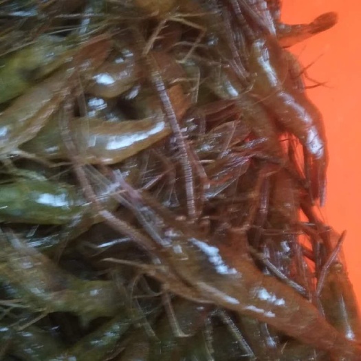 南京草虾 河虾