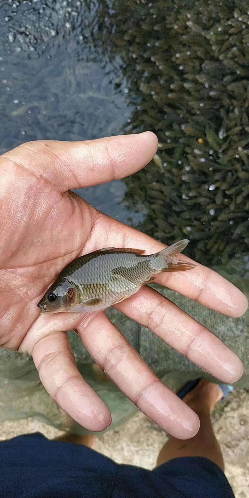 建鲤鱼苗/禾花鲤鱼苗红鲤鱼苗快大型水花提供优质的鱼苗