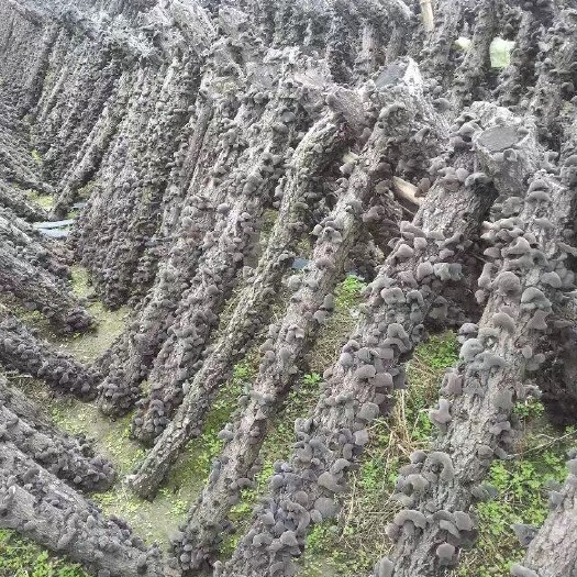 青川县 椴木木耳菌种