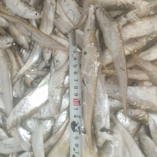 长兴县毛刀鱼 湖刀12厘米以上冰鲜冻板都可以