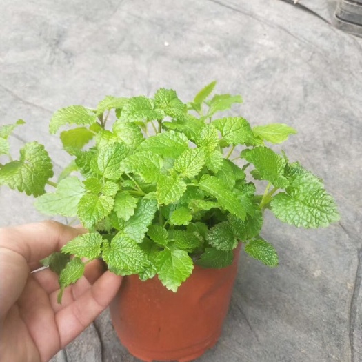 普宁市柠檬薄荷盆栽多年生草本集观赏价值和芳香气味于一体十分耐寒
