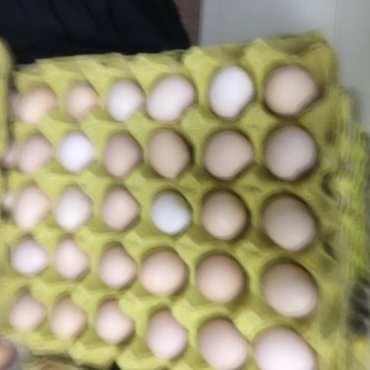 新兴县土鸡蛋 量大从优