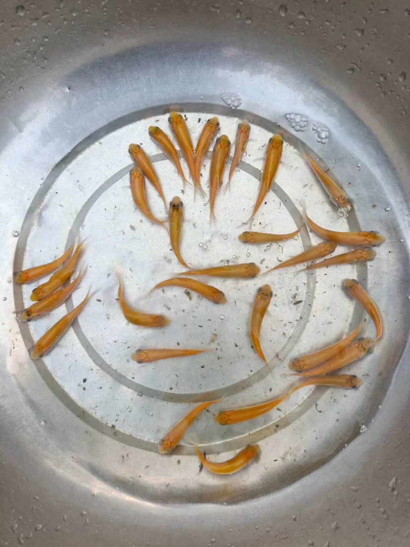 金大头鱼苗  金大头鱼/