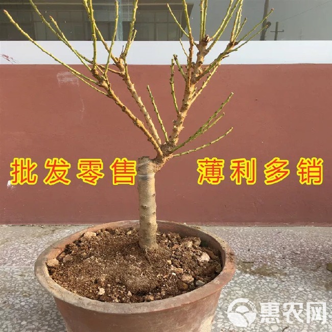 中华寿桃桃树苗 寿桃苗 大中华观赏桃花四季 盆栽地栽当年开花结果南北适宜