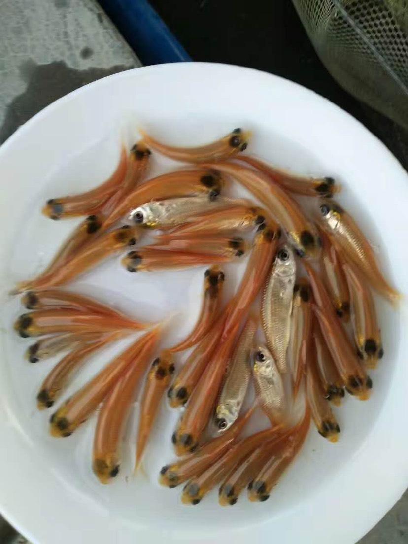 金草鱼/俄罗斯金丝鲩