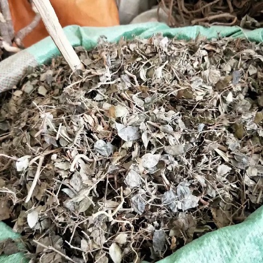 玉林 中药材绣花针 虎刺  伏牛花  寿星草