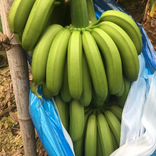 惠州 广东本地香蕉近期大量批发