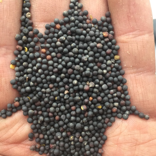 绵阳 出售优质油菜籽600亩田