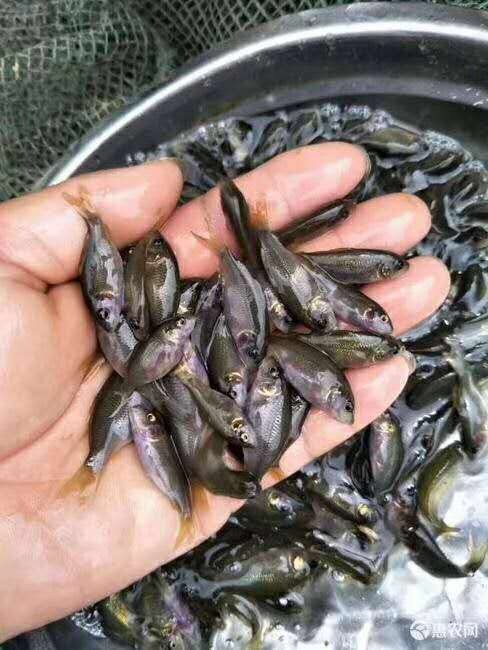 高州市鲤鱼苗/禾花鲤鱼苗/水花