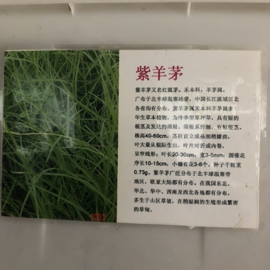沭阳县紫羊茅种子 紫羊毛种子