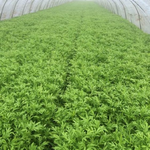 宿迁青藜蒿  青芦蒿 黎蒿上市  货源稳定 大量供应 价格美丽！