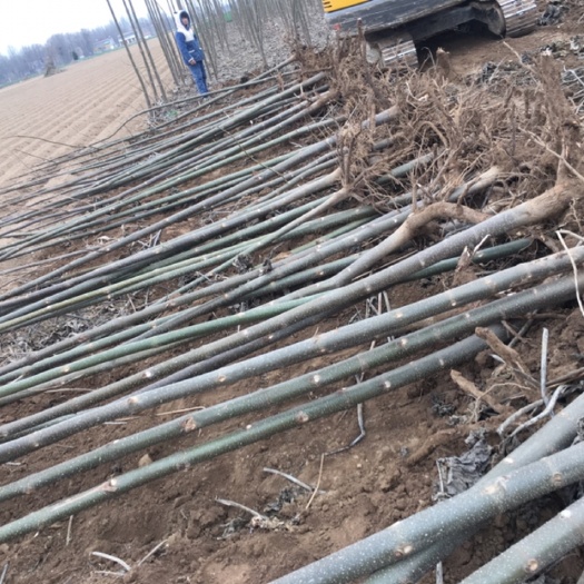 亳州 泡桐树苗大量有货 种植基地 欢迎大家围观