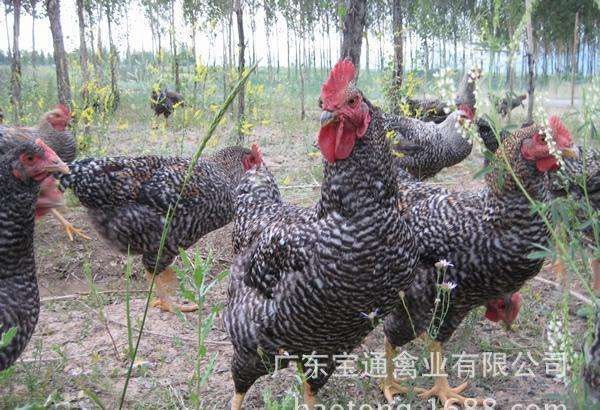 南宁 鸡苗，芦花鸡苗，孵化场地直销，质量保障，包疫苗包路损