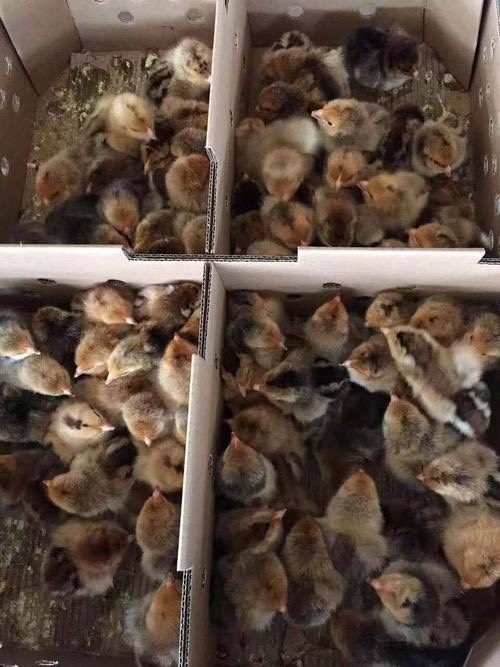 南宁 鸡苗，快大型k9鸡苗，孵化场地直销，质量保障，包疫苗包路损