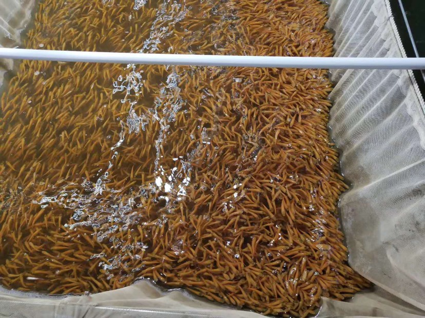 金大头鱼苗  金大头鱼/