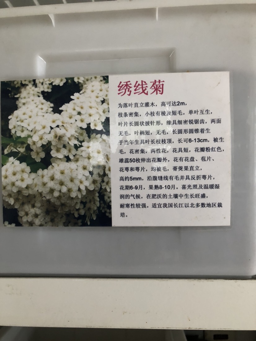 沭阳县绣线菊种子