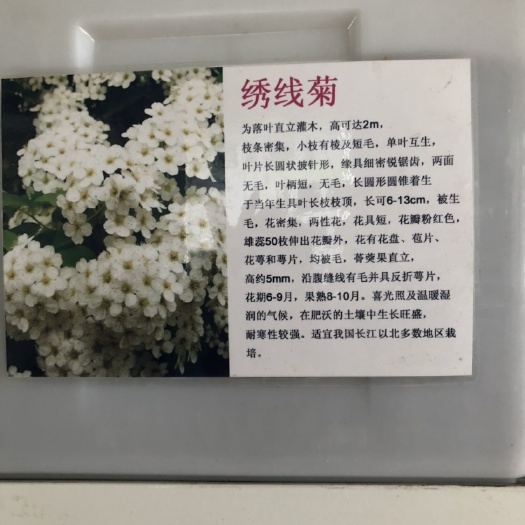 绣线菊种子