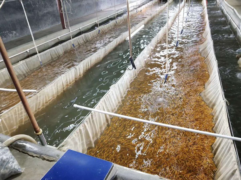 金大头鱼苗  金大头鱼/