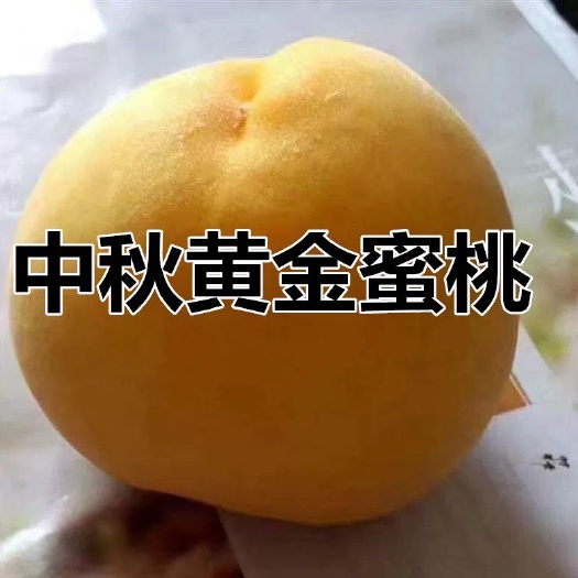 平邑县黄金蜜4号苗  黄金蜜4号桃苗果大 香甜 嫁接新品种黄桃树苗