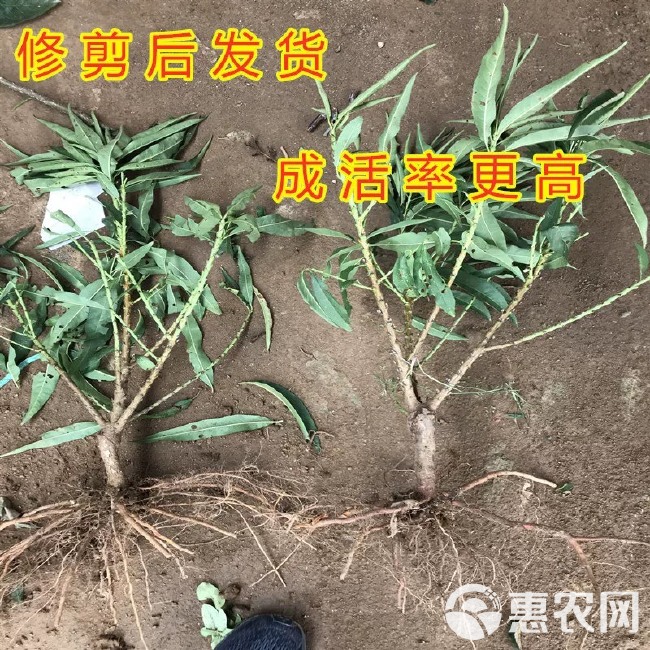 中华寿桃桃树苗 寿桃苗 大中华观赏桃花四季 盆栽地栽当年开花结果南北适宜