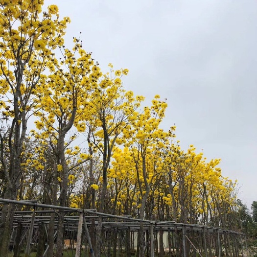  黄花风铃木多花生长快绿化乔木随着四季变化而更换风貌的树