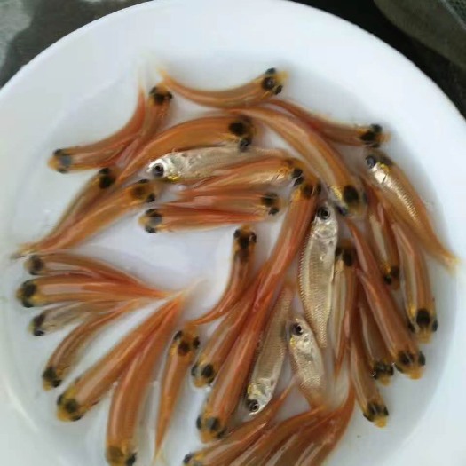 金草鱼/俄罗斯金丝鲩