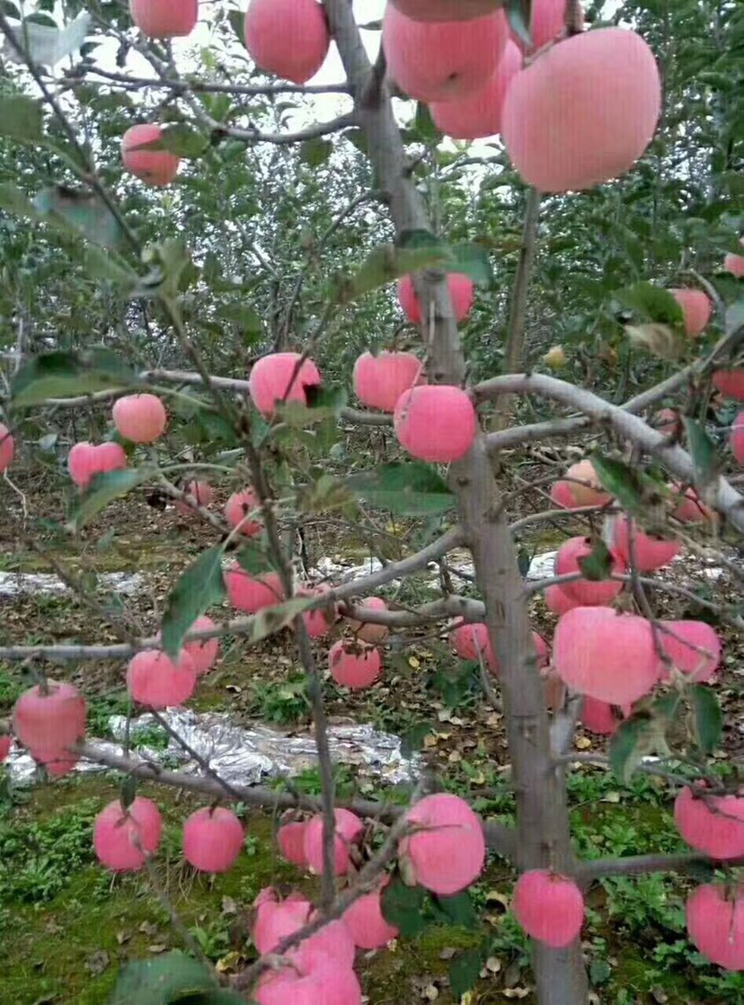 红富士苹果 75mm以上 全红 纸袋