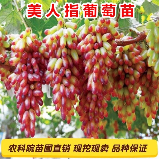 平邑县 葡萄苗 美人指葡萄苗 当年结果南北适宜 包结果包成活包品种