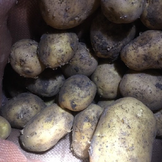 依安县尤金885土豆  尤金菜豆色好想要的联系