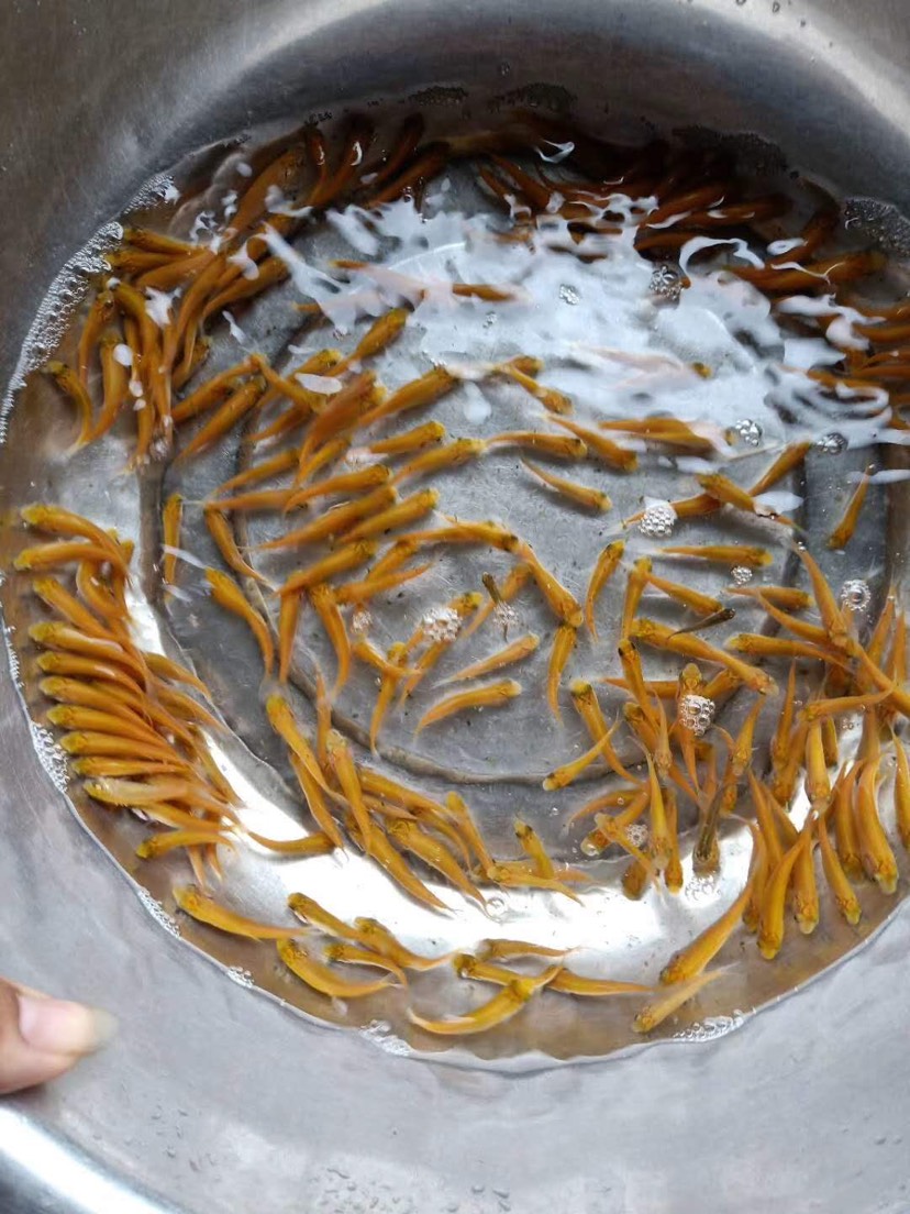 金草鱼/俄罗斯金丝鲩