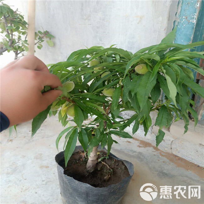 中华寿桃桃树苗 寿桃苗 大中华观赏桃花四季 盆栽地栽当年开花结果南北适宜