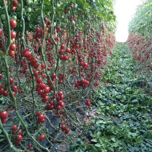 平度市 釜山88圣女果正在大量上市