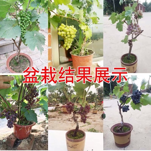 平邑县 蓝宝石葡萄苗盆栽地栽四季种植当年结果葡萄树