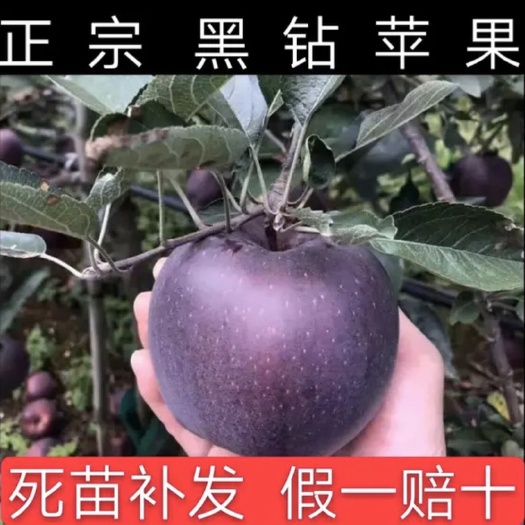 平邑县 苹果树苗，黑钻苹果苗嫁接苗，包质量包存活。