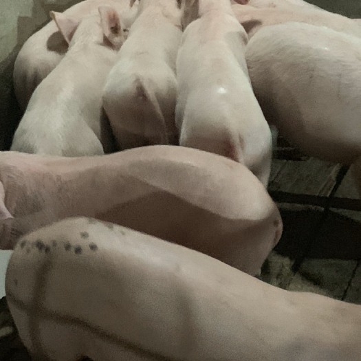 沭阳县长太二元母猪，高产二元母猪，包成活率，全程提供养殖技术！