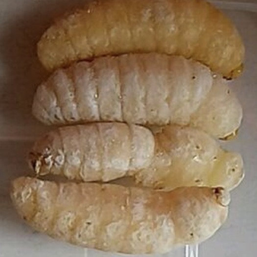 英德市意蜂蛹