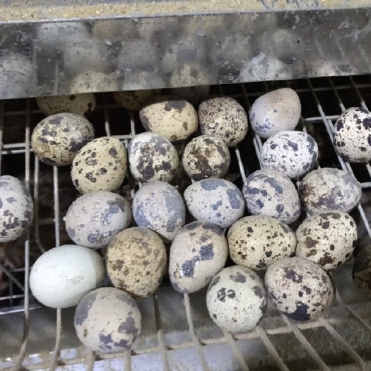长顺县黄羽鹌鹑蛋 蛋类