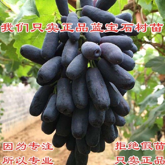 平邑县蓝宝石葡萄苗 ，可实地考察，可签合同，顺丰到家，假一赔万