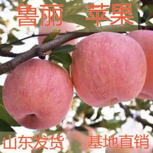 平邑县鲁丽苹果苗  冰糖心苹果苗签约保真现挖现发死苗补发技术指导