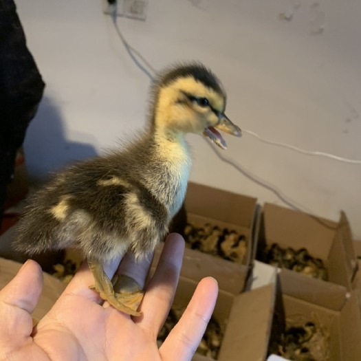 绵阳麻鸭苗