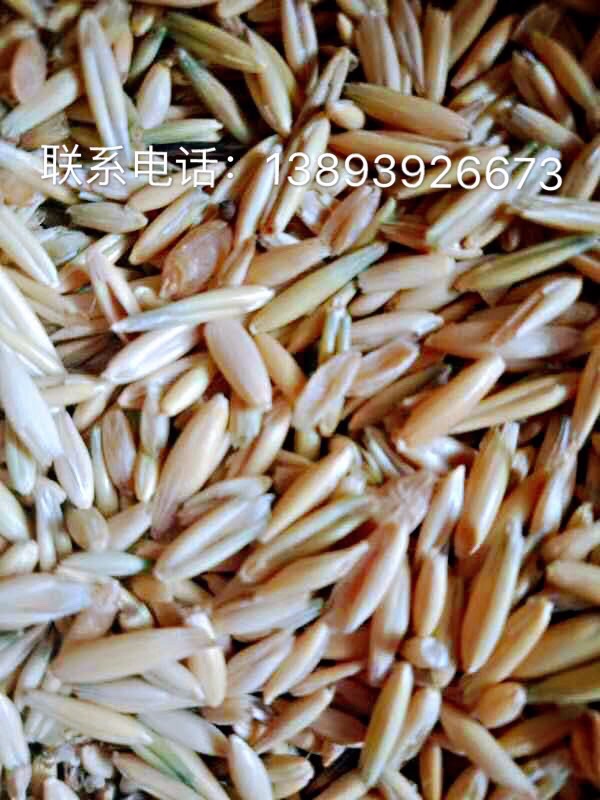 贵南县燕麦种子 燕麦草种子