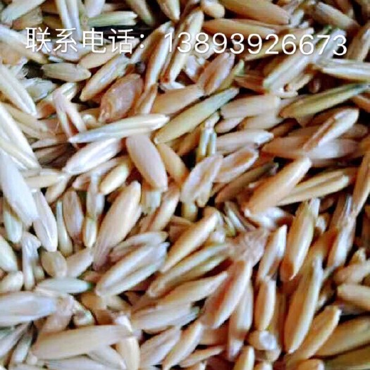 贵南县燕麦种子 燕麦草种子