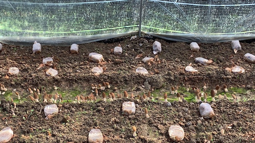 宜兴市羊肚菌菌种 羊肚菌