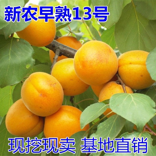 平邑县 新农早熟13号杏树苗  基地直销 优质一级苗 包邮包成活