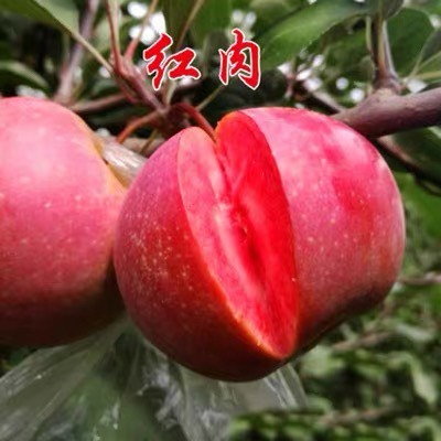 上海红富士苹果苗  红富士苹果树苗烟富3、8、10号矮化、乔木嫁接南方北方